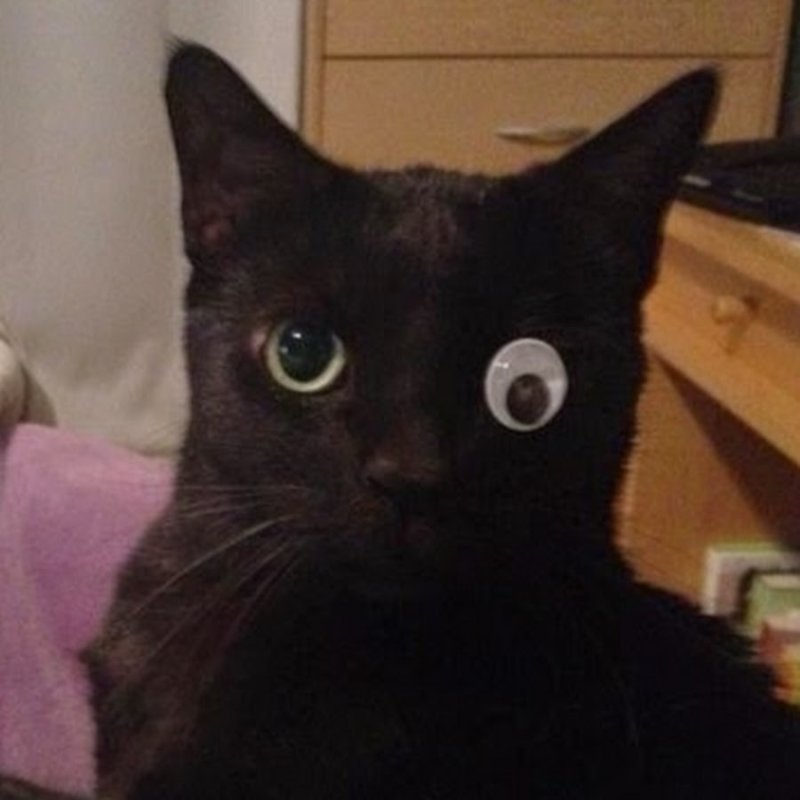 Кот с приклеенным глазом