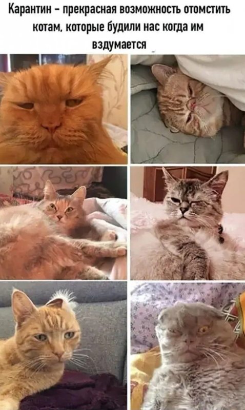 Мемы про котов