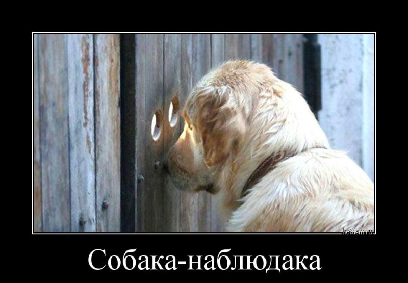 Демотиваторы про животных