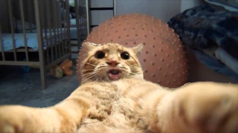 Джонни Кэтсвилл Мем