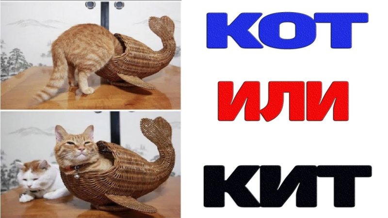 Это кот или кiт