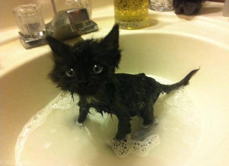 Мокрая кошечка