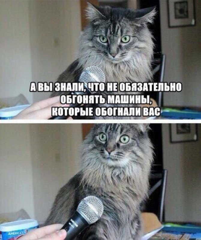 Сэр вы осознаете что вы кот
