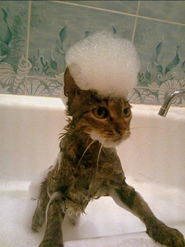 Смешные мокрые котики