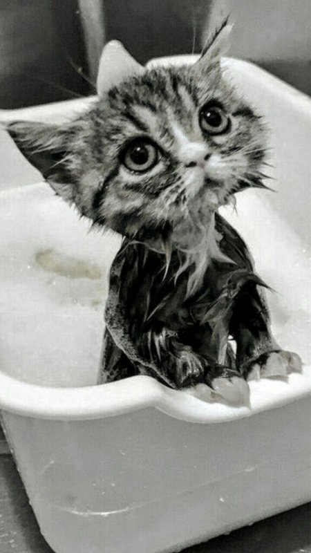 Мокрый котенок