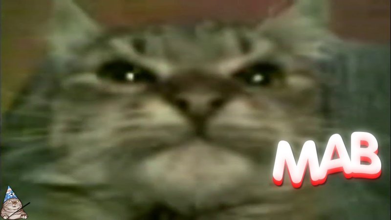 Кот из мема