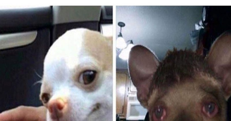 Чихуахуа с пузырем из носа