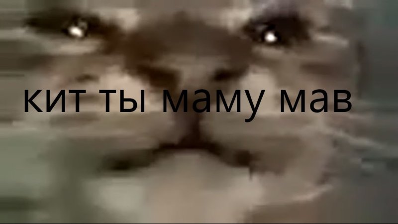 Киты маму мав