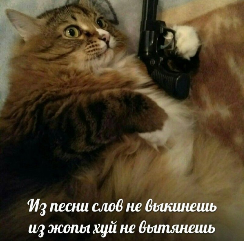 Котик с пистолетом