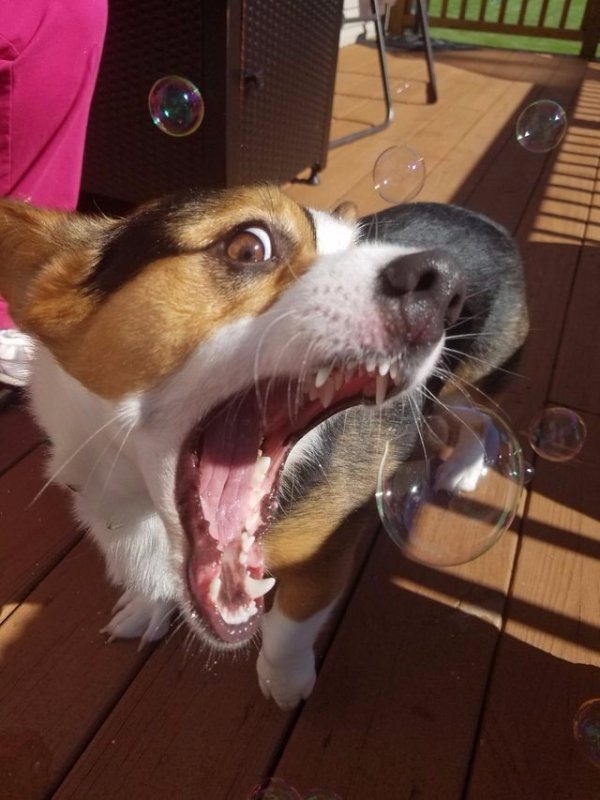 Чихуахуа с пузырем из носа