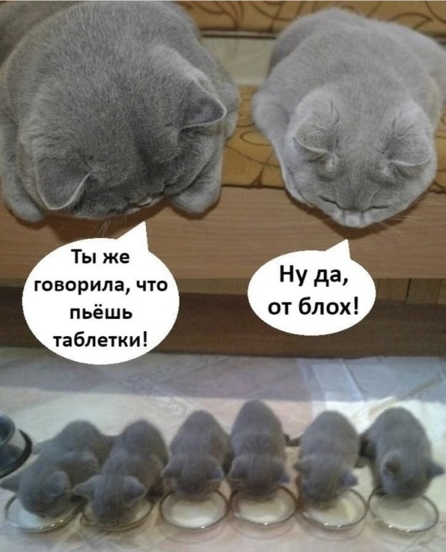 Шутки с котиками