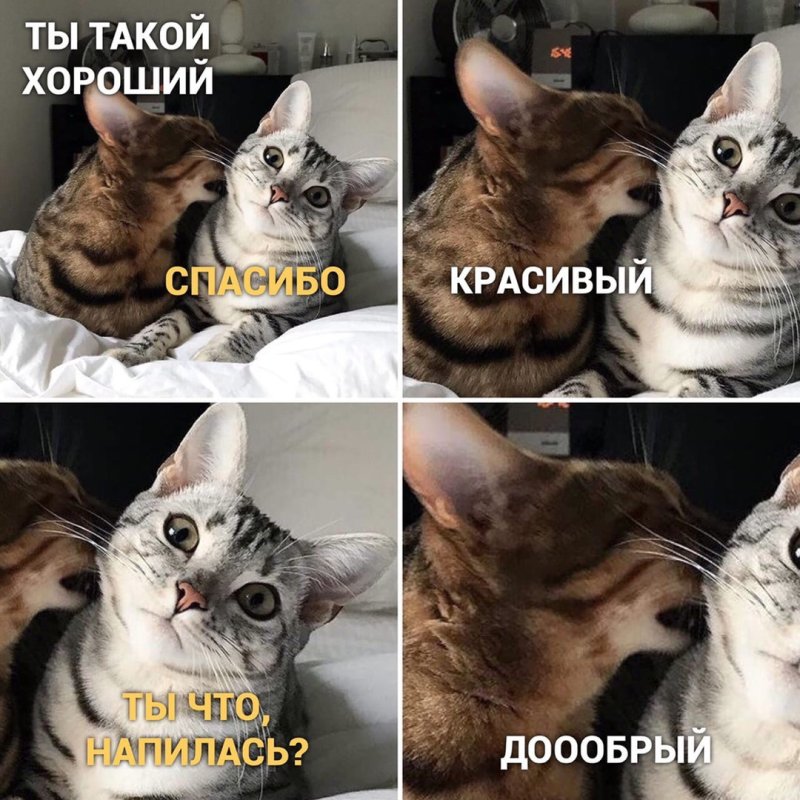 Современные мемы с котами