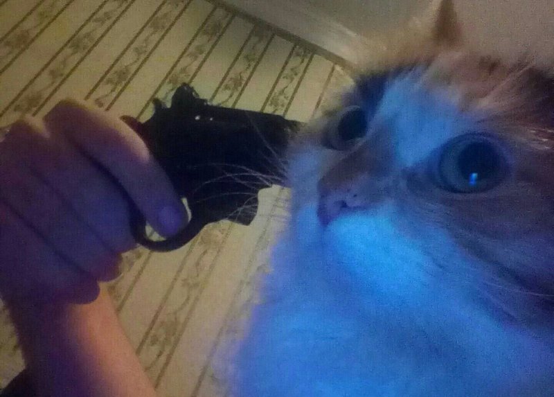 Котенок с пистолетом