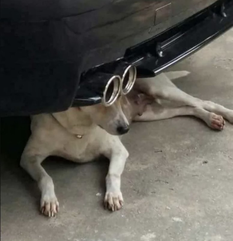 Собака лежит под машиной