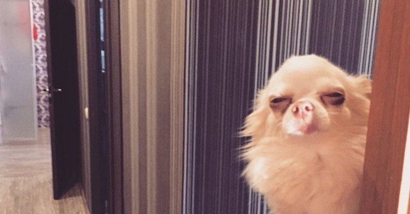 Подозрительные животные