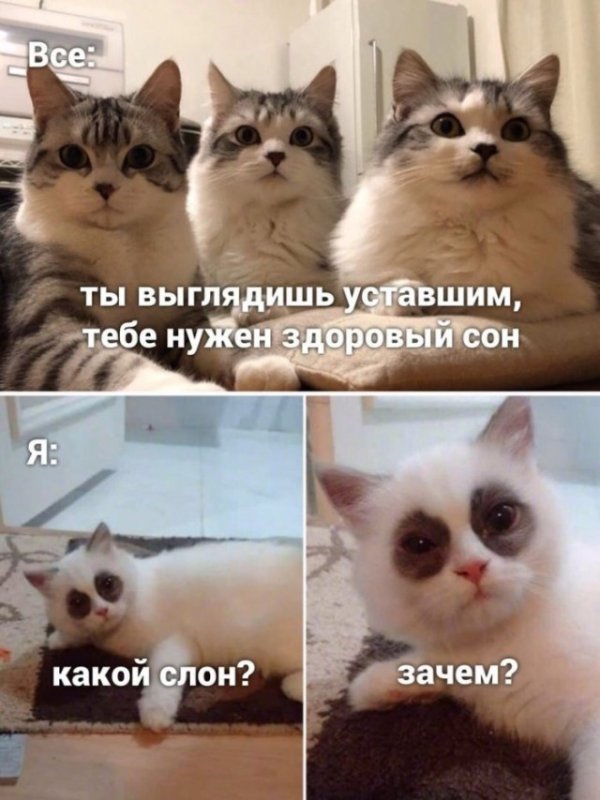 Кот Мем