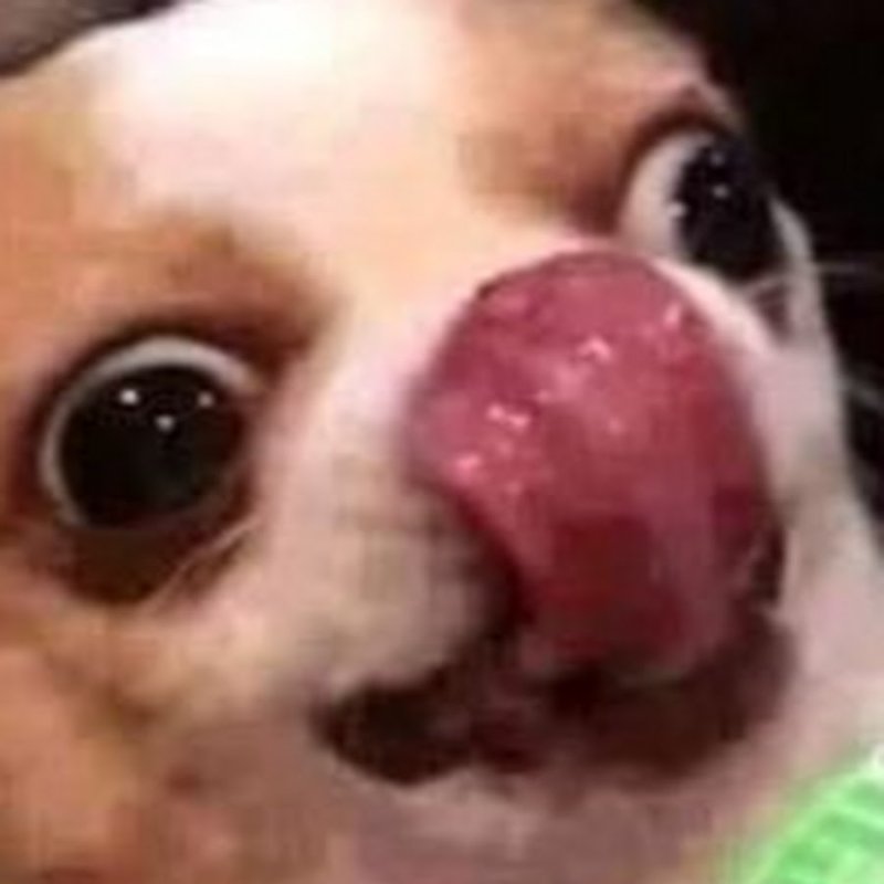 Чихуахуа облизывается