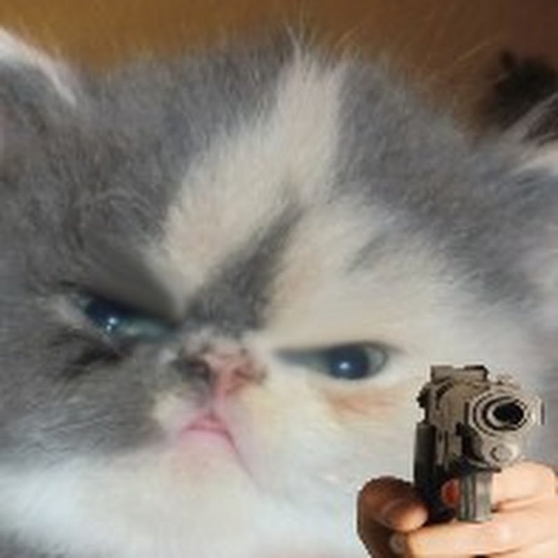 Котик с пистолетом