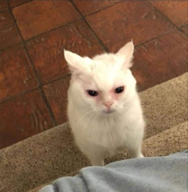 Кота разбудили