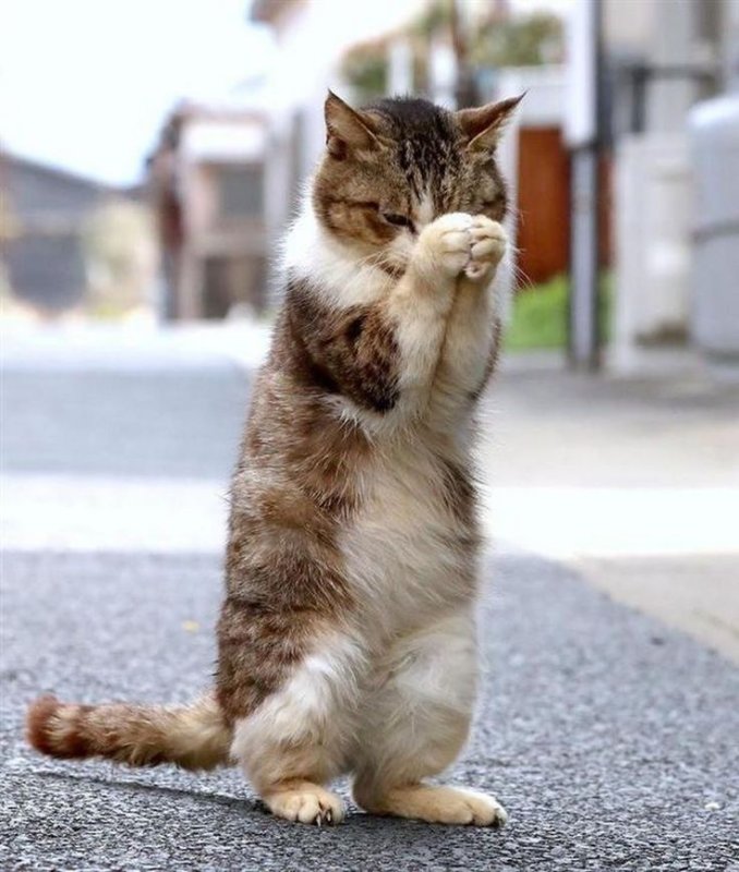 Котенок молится