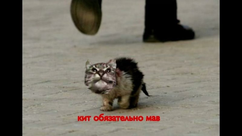 Кот из мема кит