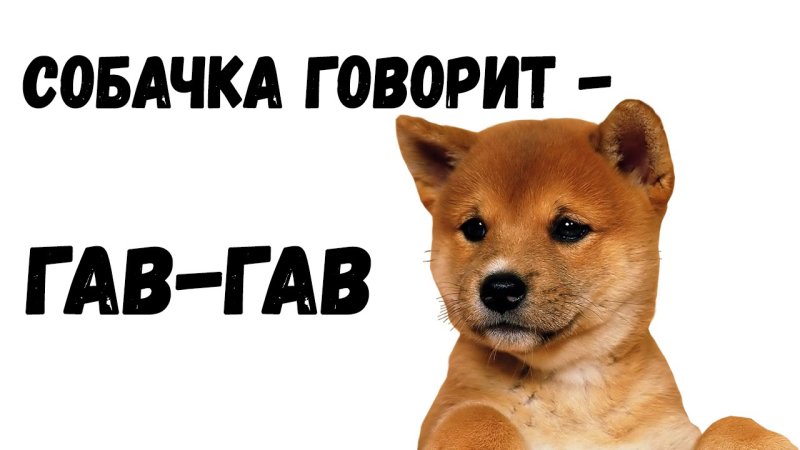 Собака говорит Гав