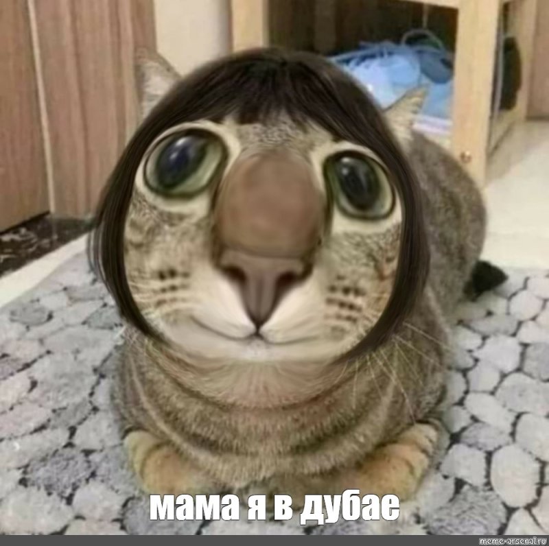 Кошка в парике