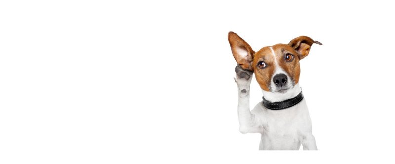 Собачка выглядывает из за угла