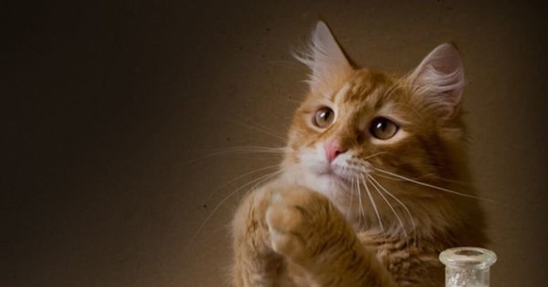 Кот молится