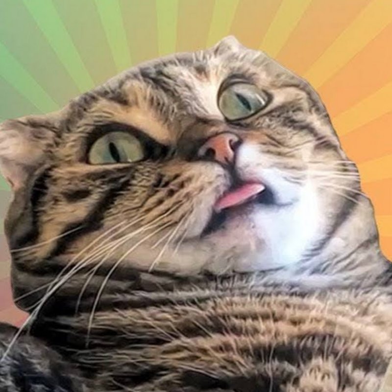 Кот сломался