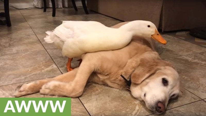 Утка для собак