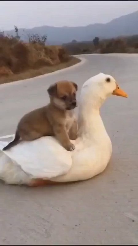 Гусь и собака