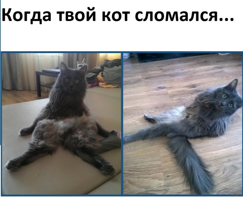 Котик сломался