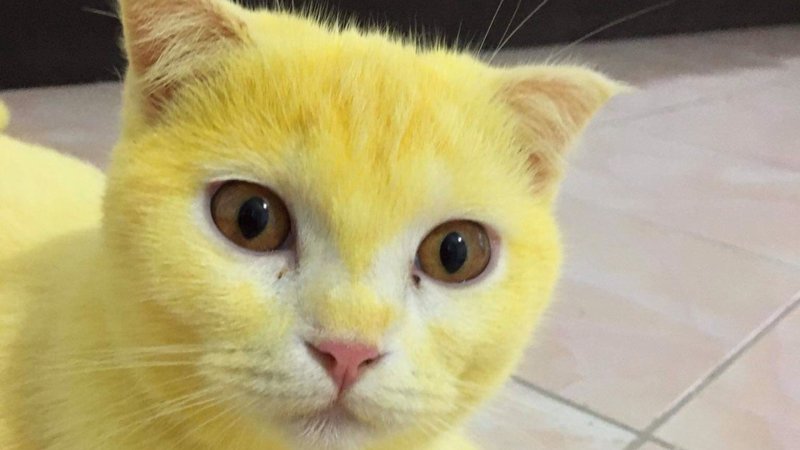 Ярко жёлтые коты