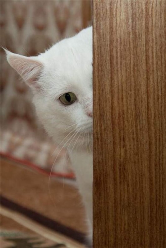 Выглядывает из за угла