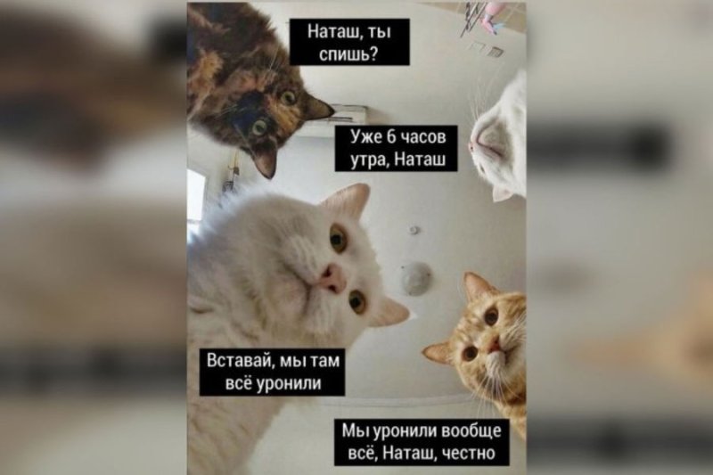 Наташа мы все уронили коты Мем
