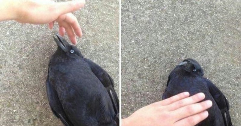 Смешные вороны