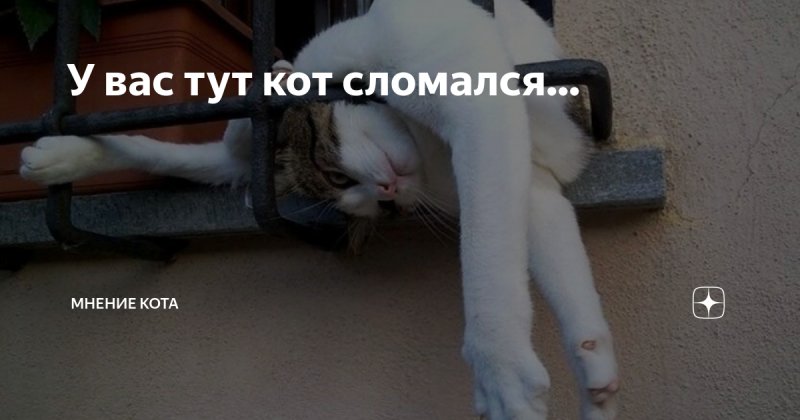 Кот тут