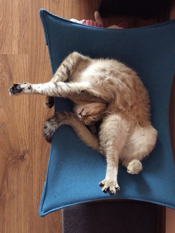 Котэ сломался