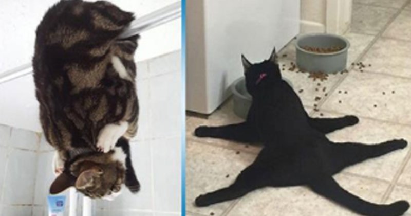 Котик сломался