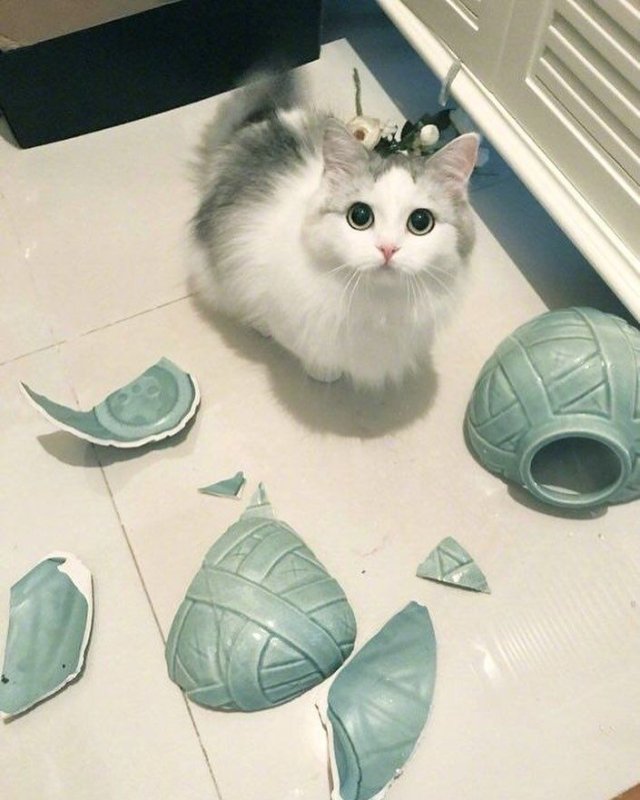 Кот разбил вазу