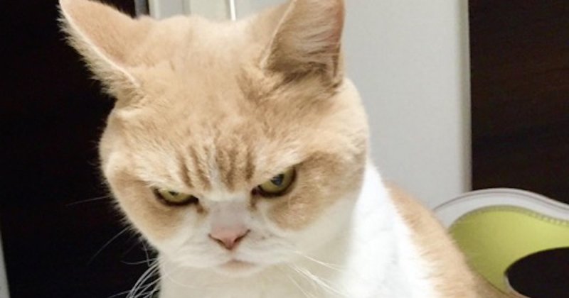 Кот хмурит брови