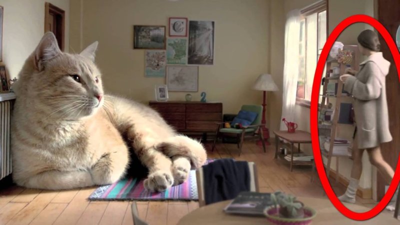 Кошка в квартире