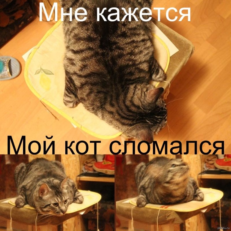 Кот сломался Мем