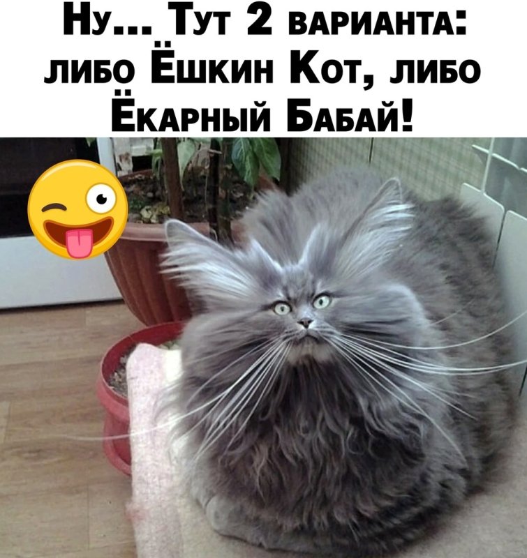 Ёшкин кот екарный Бабай