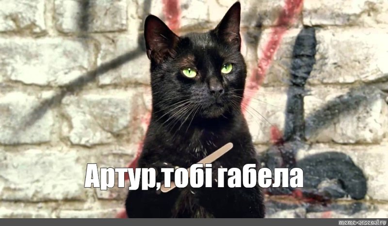 Кот с пилочкой