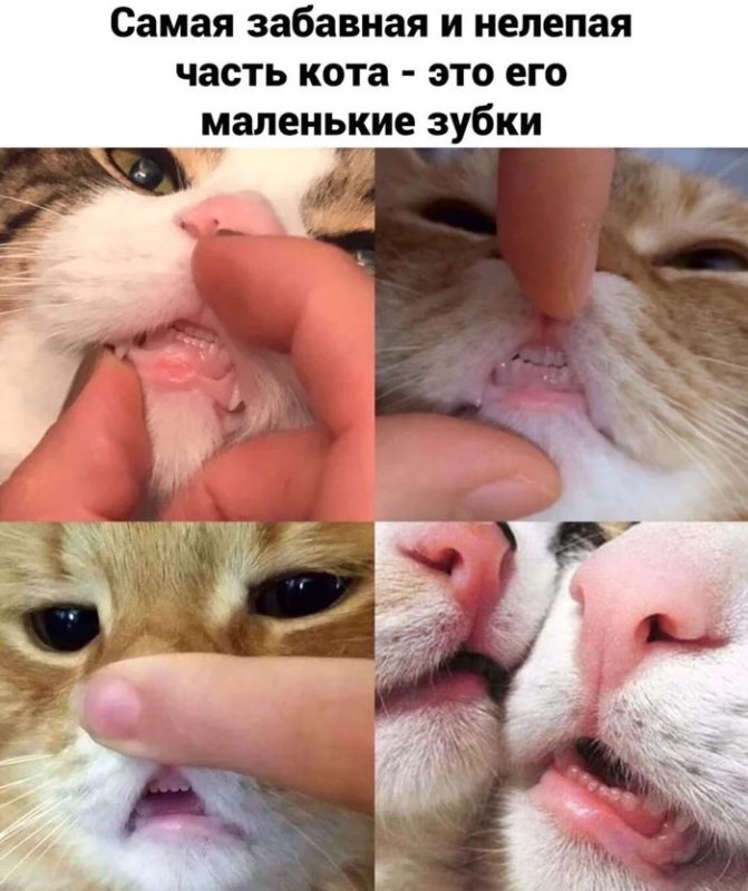 Кусь Мем с котом