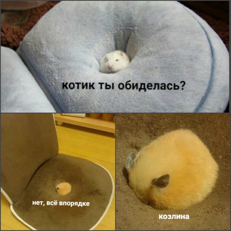 Мем кот кот поменьше кот маленький вообще жесть