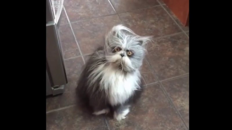 Ешкин кот фотографии