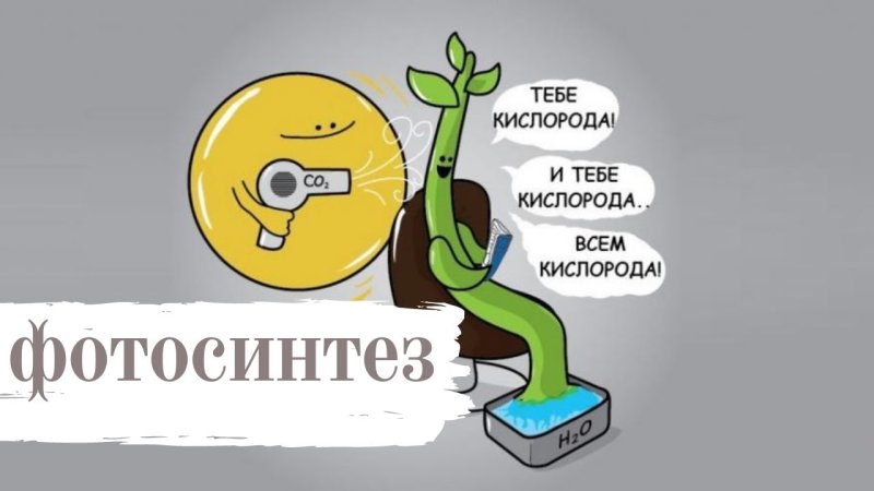 Шутки про фотосинтез